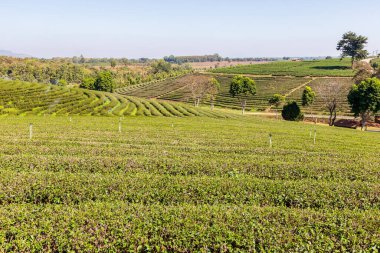 Choui Fong Yeşil Çay Çiftliği 'nde sabah ışığı Mae Chan Bölgesi, Chiang Rai Eyaleti, Tayland' ın en güzel tarım turizm merkezlerinden biri.