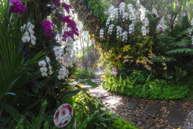 Büyük ağaçların altındaki bahçedeki güzel bahar çiçekleri, Chiang Rai, Tayland