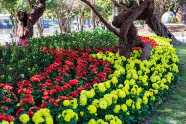 Büyük ağaçların altındaki bahçedeki güzel bahar çiçekleri, Chiang Rai, Tayland