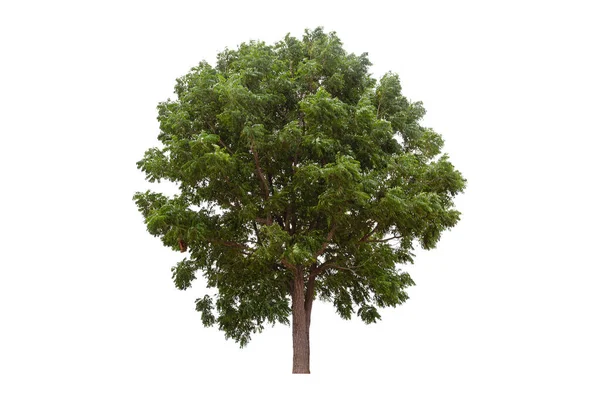 Beyaz Arkaplanda Büyük Yeşil Ağaç Yakın Ağaç Izole — Stok fotoğraf