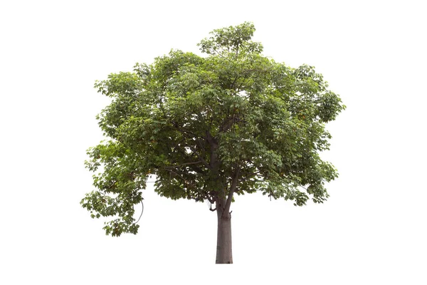 Krásný Zelený Strom Izolované Bílém Pozadí — Stock fotografie