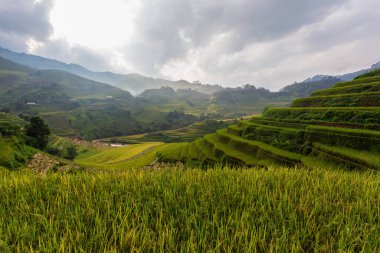 Mu Cang Chai, Yenbai, Kuzey Vietnam teraslı pirinç tarlası manzarası