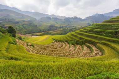 Mu Cang Chai, Yenbai, Kuzey Vietnam teraslı pirinç tarlası manzarası