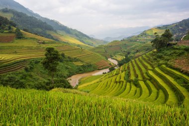 Mu Cang Chai, Yenbai, Kuzey Vietnam teraslı pirinç tarlası manzarası