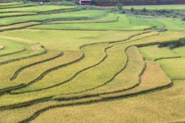 Mu Cang Chai, Yenbai, Kuzey Vietnam teraslı pirinç tarlası manzarası