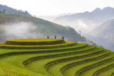 Mu Cang Chai, Yenbai, Kuzey Vietnam teraslı pirinç tarlası manzarası
