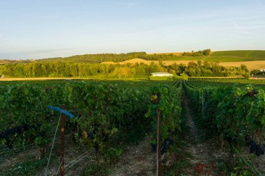 Montagne de Reims, Fransa 'daki şampanyalı üzüm bağlarında üzüm bağları.