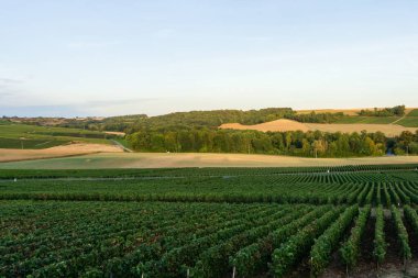 Montagne de Reims, Fransa 'daki şampanyalı üzüm bağlarında üzüm bağları.