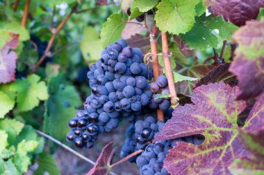Montagne de Reims, Fransa 'daki şampanyalı üzüm bağlarının üzümlerini kapatın.