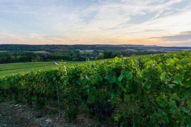 Montagne de Reims, Fransa 'daki şampanyalı üzüm bağlarında üzüm bağları.