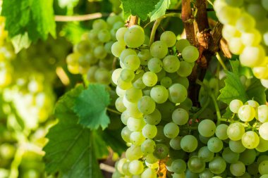 Montagne de Reims, Fransa 'daki şampanyalı üzüm bağlarının üzümlerini kapatın.