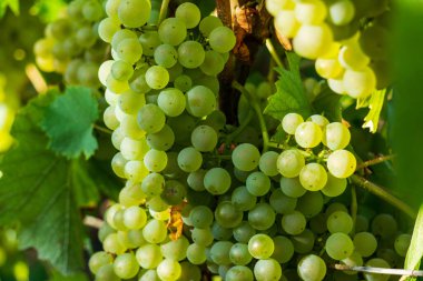 Montagne de Reims, Fransa 'daki şampanyalı üzüm bağlarının üzümlerini kapatın.