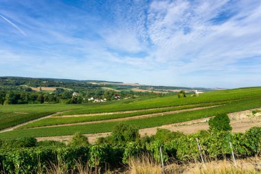 Montagne de Reims, Fransa 'daki şampanyalı üzüm bağlarında üzüm bağları.