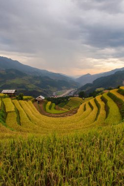 Mu Cang Chai, Vietnam 'da yağmur mevsiminde yeşil teraslı pirinç tarlaları.