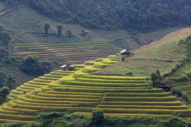 Mu Cang Chai, Yenbai, Kuzey Vietnam teraslı pirinç tarlası manzarası