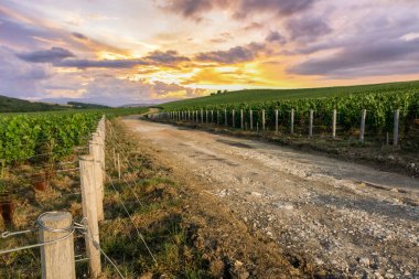 Montagne de Reims, Fransa 'daki şampanyalı üzüm bağlarında üzüm bağları.
