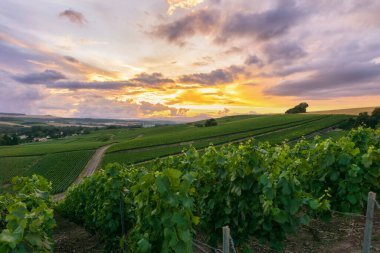 Montagne de Reims, Fransa 'daki şampanyalı üzüm bağlarında üzüm bağları.