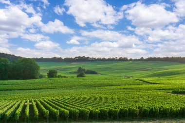 Montagne de Reims, Fransa 'daki şampanyalı üzüm bağlarında üzüm bağları.