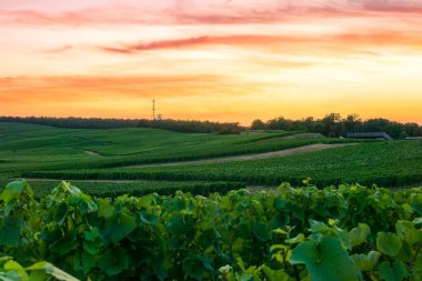 Montagne de Reims, Fransa 'daki şampanyalı üzüm bağlarında üzüm bağları.