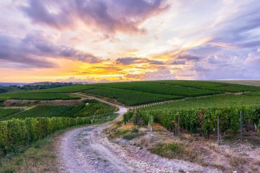 Montagne de Reims, Fransa 'daki şampanyalı üzüm bağlarında üzüm bağları.