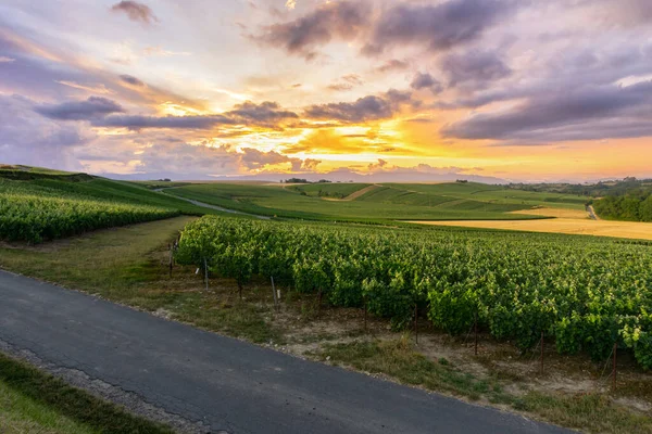 Montagne Reims Fransa Daki Şampanyalı Üzüm Bağlarında Üzüm Bağları — Stok fotoğraf