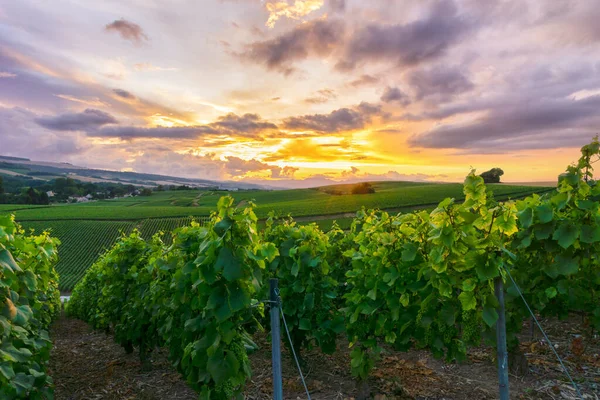 Montagne de Reims, Fransa 'daki şampanyalı üzüm bağlarında üzüm bağları.