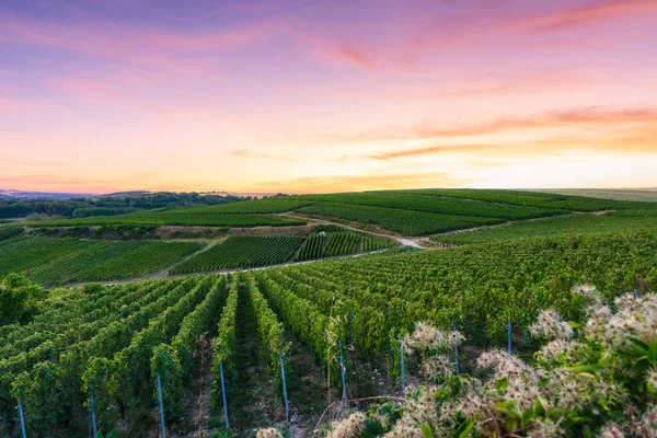 Montagne de Reims, Fransa 'daki şampanyalı üzüm bağlarında üzüm bağları.