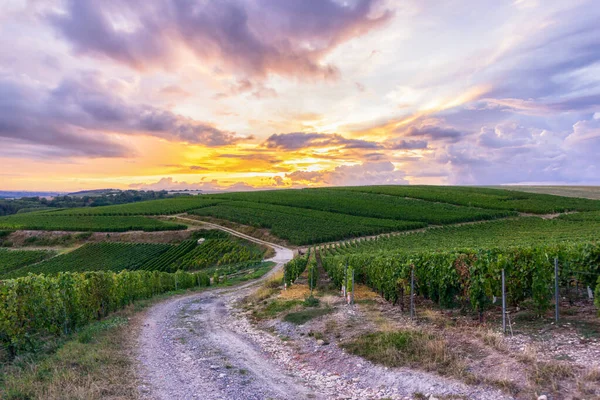 Uva Remo Viñedos Champán Montagne Reims Reims Francia — Foto de Stock