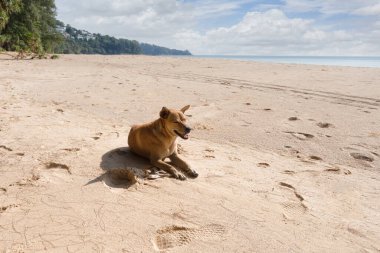 Kapalı kapılar ardında sahilde uyuyan köpek, Phuket, Tayland