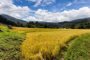 Mae Klang Luang 'daki Yeşil Teraslı Pirinç Tarlası, Chiang Mai ili, Tayland