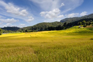 Mae Klang Luang 'daki Yeşil Teraslı Pirinç Tarlası, Chiang Mai ili, Tayland