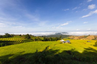 Pa Pong Pieng 'deki Yeşil Teraslı Pirinç Tarlası, Chiang Mai, Tayland