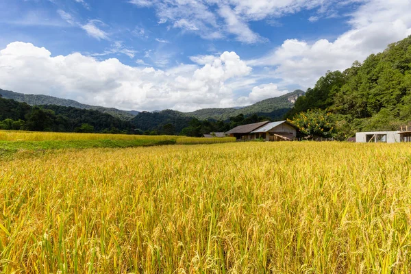 Mae Klang Luang Daki Yeşil Teraslı Pirinç Tarlası Chiang Mai — Stok fotoğraf