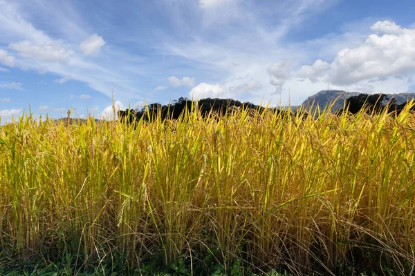 Green Terraced Rice Field Mae Klang Luang Chiang Mai Province — Stock Photo, Image