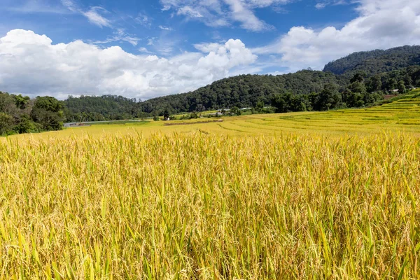 Green Terraced Rice Field Mae Klang Luang Chiang Mai Province — Stock Photo, Image