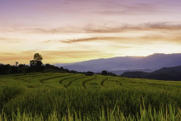 Zelené Terasovité Rýžové Pole Pong Pieng Chiang Mai Thajsko — Stock fotografie