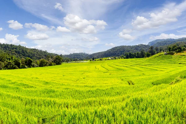 Mae Klang Luang Daki Yeşil Teraslı Pirinç Tarlası Chiang Mai — Stok fotoğraf