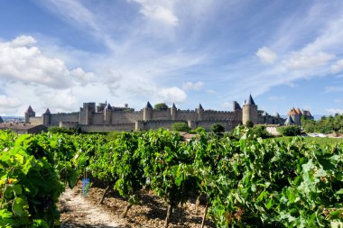 Carcassonne arka planında şampanya bağlarında üzüm bağları, Fransa