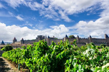 Carcassonne arka planında şampanya bağlarında üzüm bağları, Fransa