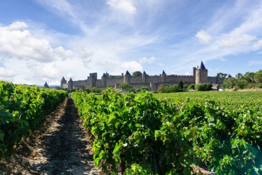 Carcassonne arka planında şampanya bağlarında üzüm bağları, Fransa