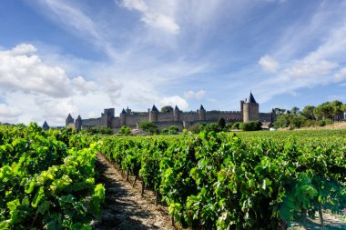 Carcassonne arka planında şampanya bağlarında üzüm bağları, Fransa