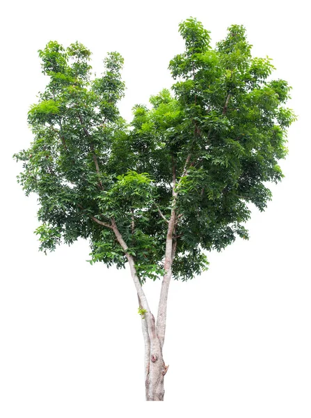 Träd Isolerade Vit Bakgrund Tropiska Träd Isolerade Används För Design — Stockfoto