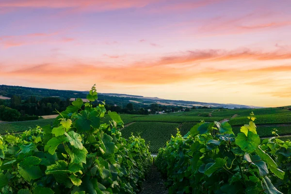 Uva Remo Viñedos Champán Montagne Reims Reims Francia —  Fotos de Stock