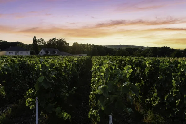 Uva Videira Vinhas Champanhe Montagne Reims França — Fotografia de Stock