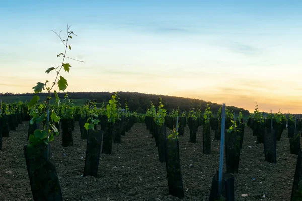 Uva Remo Viñedos Champán Montagne Reims Reims Francia —  Fotos de Stock