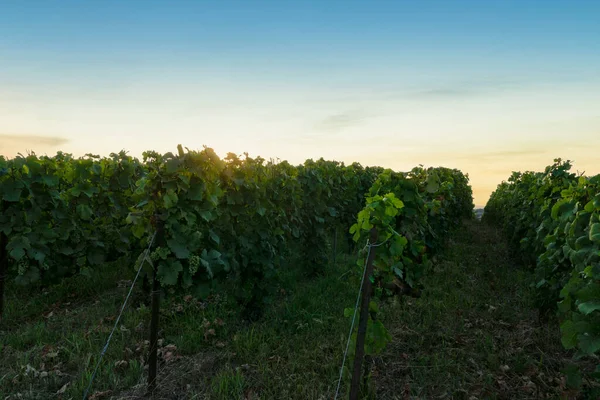 Uva Remo Viñedos Champán Montagne Reims Reims Francia —  Fotos de Stock