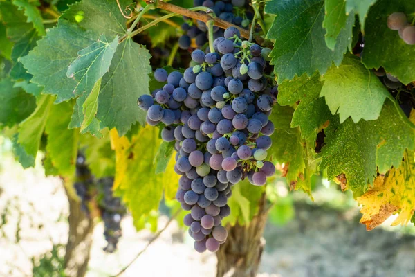 Gros Plan Raisin Vigne Dans Les Vignobles Champagne Montagne Reims — Photo