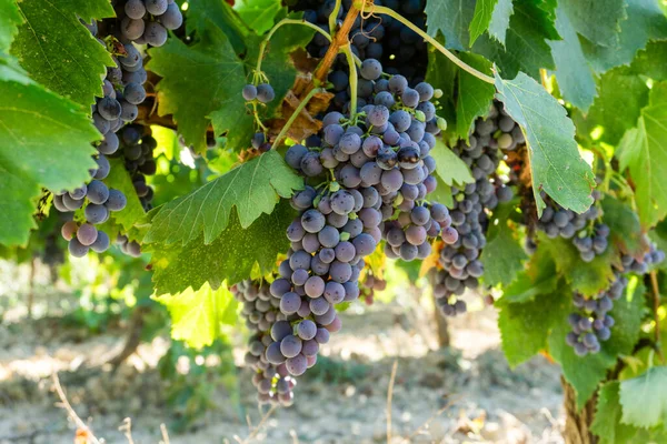 Gros Plan Raisin Vigne Dans Les Vignobles Champagne Montagne Reims — Photo