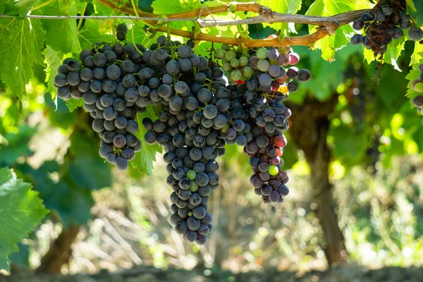 Gros Plan Raisin Vigne Dans Les Vignobles Champagne Montagne Reims — Photo