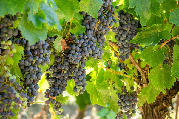 Uva Videira Vinhedos Champanhe Montagne Reims França — Fotografia de Stock